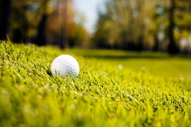 White golf ball on the grass close up, note shallow depth of field