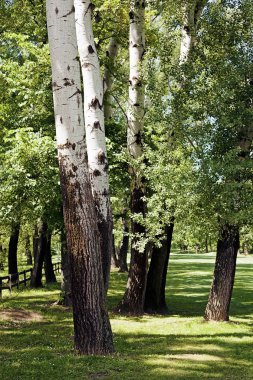 İlkbaharda parktaki ağaçlar, sığ alan derinliğine dikkat edin.