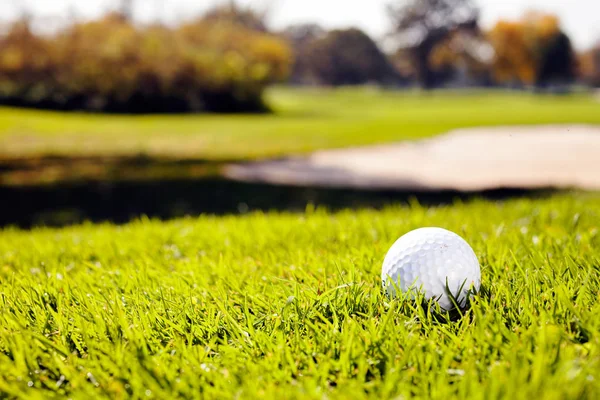 Fehér Golflabda Füves Területen Vegye Figyelembe Sekély Mélysége Mező — Stock Fotó