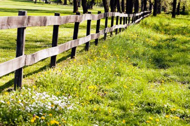 Ormandaki ahşap kalaslardan çitler, sığ alan derinliğine dikkat edin.