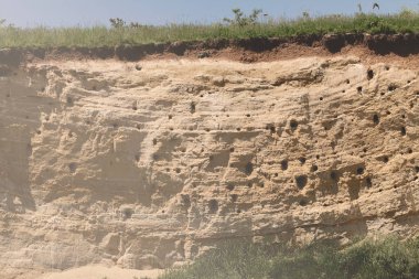 Kayalardaki arı yiyen kuşların yuvaları, sığ alan derinliğine dikkat edin.