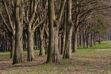 Sonbaharda çıplak ağaçlarla dolu orman, sığ alan derinliğine dikkat edin.