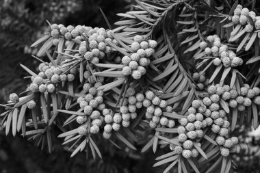 dalları meyvelerini Avrupa porsuk, not alan sığ derinliği ile