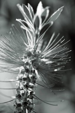 Görüntü arkaplanındaki soyut sıradışı çiçek, alanın sığ derinliğine dikkat edin