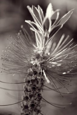 Görüntü arkaplanındaki soyut sıradışı çiçek, alanın sığ derinliğine dikkat edin