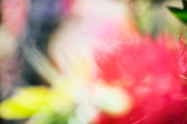 arka plan bulanık için soyut kırmızı çiçek