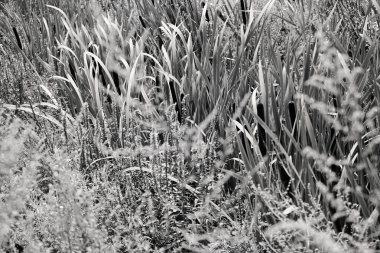 Tarladaki yabani çiçekler, tarlanın sığ derinliğine dikkat edin.