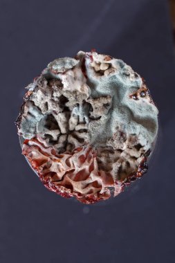 Kalıpla kaplanmış eski pasta, yüzeysel alan derinliğine dikkat edin.