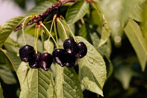 branch with black  cherrys after rain, note shallow depth of field