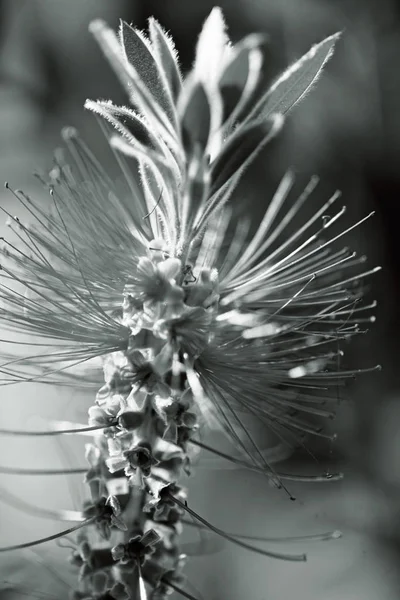 Görüntü arkaplanındaki soyut sıradışı çiçek, alanın sığ derinliğine dikkat edin