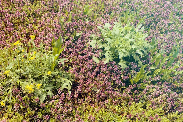 Tipos Flores Silvestres Campo Note Profundidade Rasa Campo — Fotografia de Stock