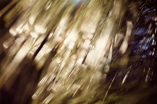 Cabang Abstrak Dari Pinus Putih Untuk Latar Belakang Kabur — Stok Foto