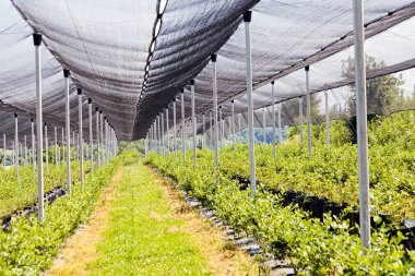 Korumalı ağlı bir tarlada sıra sıra yaban mersini fideleri, sığ alan derinliğine dikkat edin.