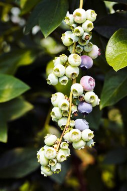 Dal üzerinde olgunlaşma yaban mersini, alan derinliğine dikkat edin