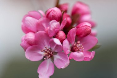  Japon eriğinin kırmızı çiçekleri, sığ tarlanın derinliğine dikkat edin.