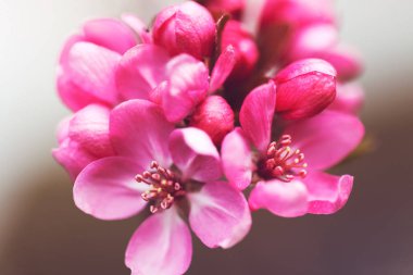  Japon eriğinin kırmızı çiçekleri, sığ tarlanın derinliğine dikkat edin.