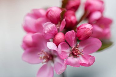  Japon eriğinin kırmızı çiçekleri, sığ tarlanın derinliğine dikkat edin.