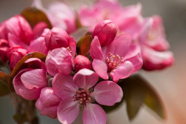  Japon eriğinin kırmızı çiçekleri, sığ tarlanın derinliğine dikkat edin.