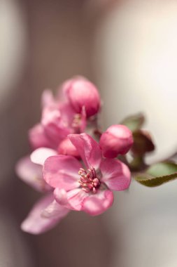  Açık arkaplanda Japon eriğinin kırmızı çiçekleri, sığ alan derinliğine dikkat edin.