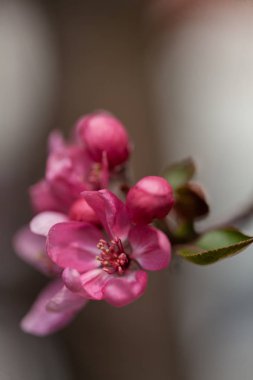  Açık arkaplanda Japon eriğinin kırmızı çiçekleri, sığ alan derinliğine dikkat edin.