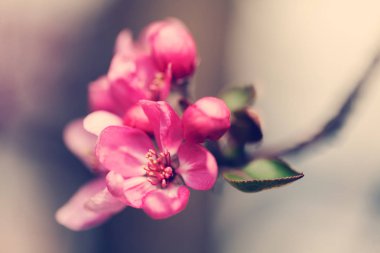  Açık arkaplanda Japon eriğinin kırmızı çiçekleri, sığ alan derinliğine dikkat edin.