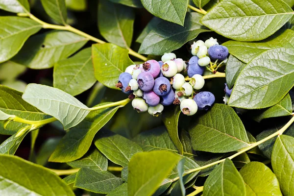 Pematangan Blueberry Cabang Catatan Kedalaman Dangkal Bidang — Stok Foto