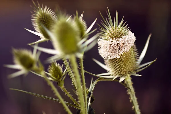 Spiky Flower Buds Pale Pink Blur Background Note Shallow Dept — 스톡 사진