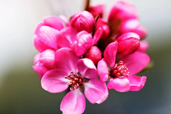 Flores Rojas Ciruela Japonesa Nota Poca Profundidad Campo — Foto de Stock