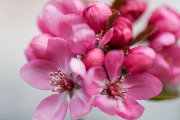 Rote Blüten Der Japanischen Pflaume Beachten Sie Die Geringe Schärfentiefe — Stockfoto