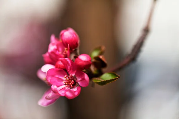 Red Flowers Japanese Plum Light Background Note Shallow Depth Field — Stock Photo, Image