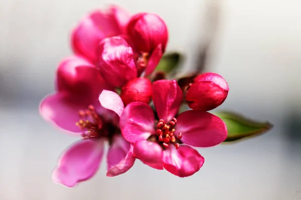 Flores Rojas Ciruela Japonesa Fondo Claro Nota Poca Profundidad Campo — Foto de Stock