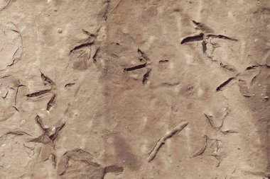 Çamurda kuş bacağı izleri, derin alan derinliğine dikkat edin.