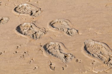 Yağmurdan sonra çamurdaki ayak izleri, alan derinliğine dikkat edin.