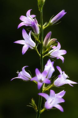 Bulanık yeşil arka planda mor çanlar, yüzeysel alan derinliğine dikkat edin.