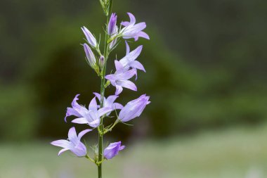 Bulanık yeşil arka planda mor çanlar, yüzeysel alan derinliğine dikkat edin.