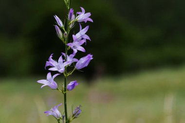 Bulanık yeşil arka planda mor çanlar, yüzeysel alan derinliğine dikkat edin.