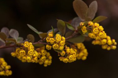 Kızamık çiçeği, not alan sığ derinliği