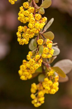 Kızamık çiçeği, not alan sığ derinliği