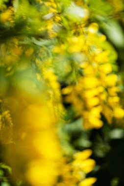 Doğadaki sarı çekirge dalları, yüzeysel alan derinliğine dikkat edin.