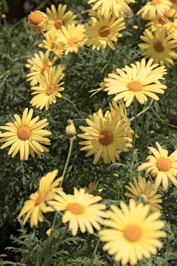  Yeşil yapraklı sarı kır çiçekleri, sığ tarlanın derinliğine dikkat edin.