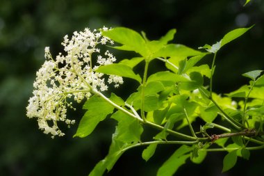 Siyah arkaplanda çiçek açan çiçek, alanın sığ derinliğine dikkat et