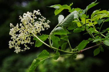 Siyah arkaplanda çiçek açan çiçek, alanın sığ derinliğine dikkat et