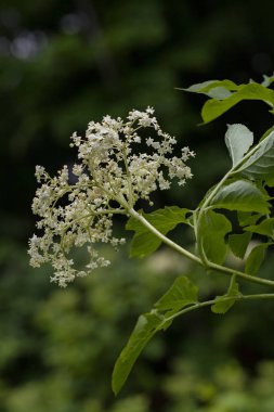 Siyah arkaplanda çiçek açan çiçek, alanın sığ derinliğine dikkat et