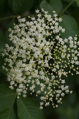 Yeşil arkaplanda çiçek açan çiçek, alanın sığ derinliğine dikkat et