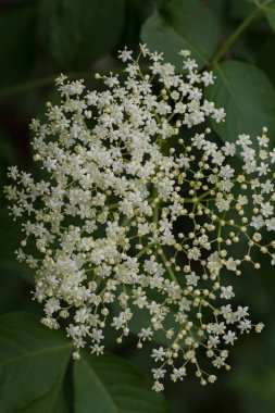 Yeşil arkaplanda çiçek açan çiçek, alanın sığ derinliğine dikkat et