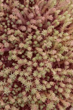 Doğadaki taşın üzerindeki sarı taş, yüzeysel alan derinliğine dikkat edin.