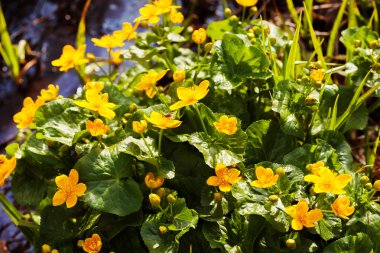 Dağdaki zehirli çalı çiçekleri gibi. Sığ alan derinliğine dikkat edin.