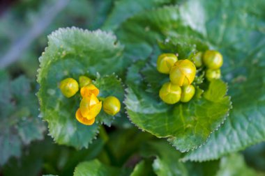 Su çiçekleri doğada çiçek açar. Sığ alan derinliğine dikkat edin.