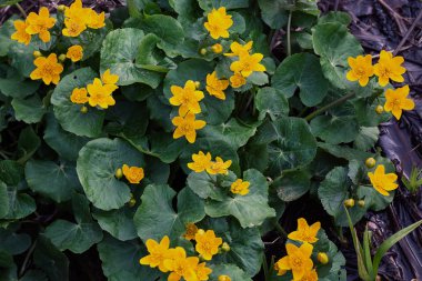 Dağdaki zehirli çalı çiçekleri gibi. Sığ alan derinliğine dikkat edin.