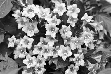 Güzel çiçekli çalı bitkisi, sığ tarlanın derinliğine dikkat et.